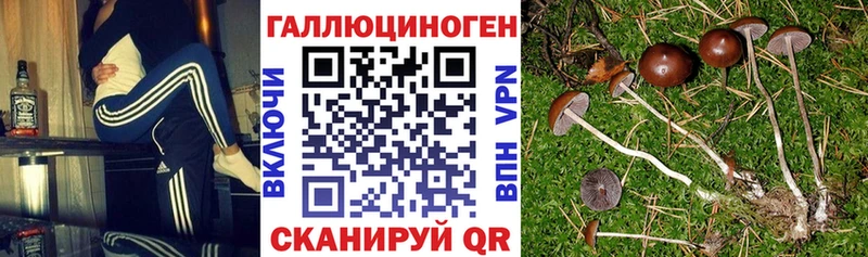 Псилоцибиновые грибы GOLDEN TEACHER  наркотики  Новотитаровская 